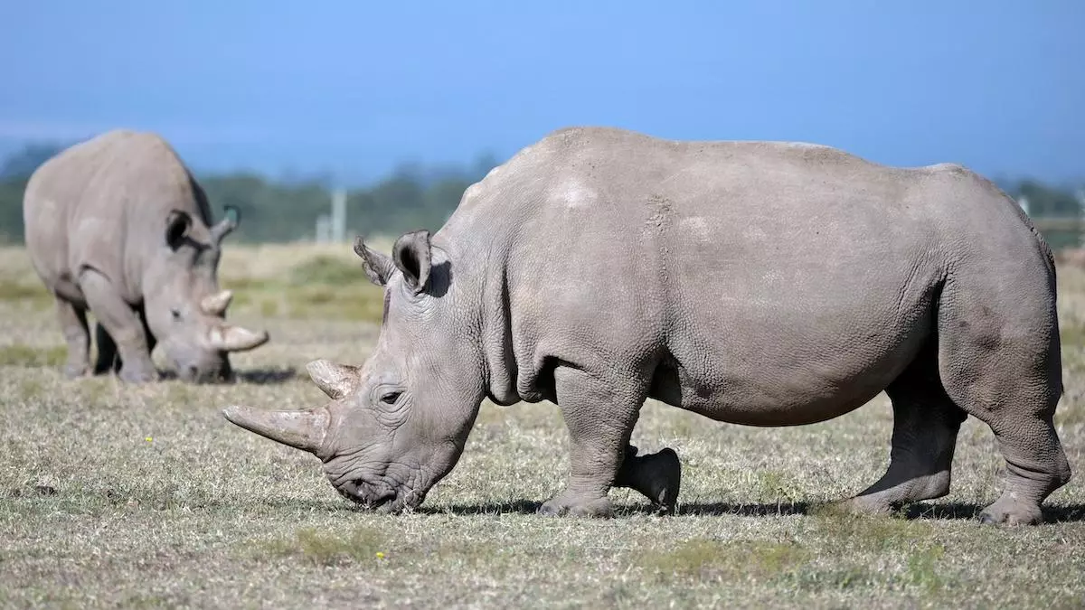 How Many White Rhinos Are Left 2022