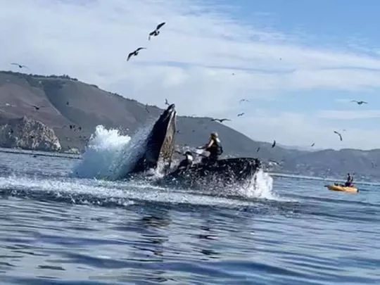 Humpback Whale Swallows Kayakers 2