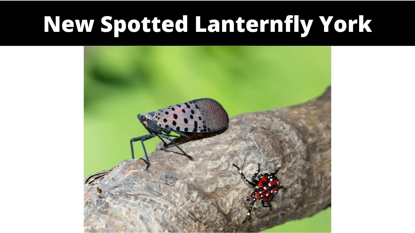 New Spotted Lanternfly York