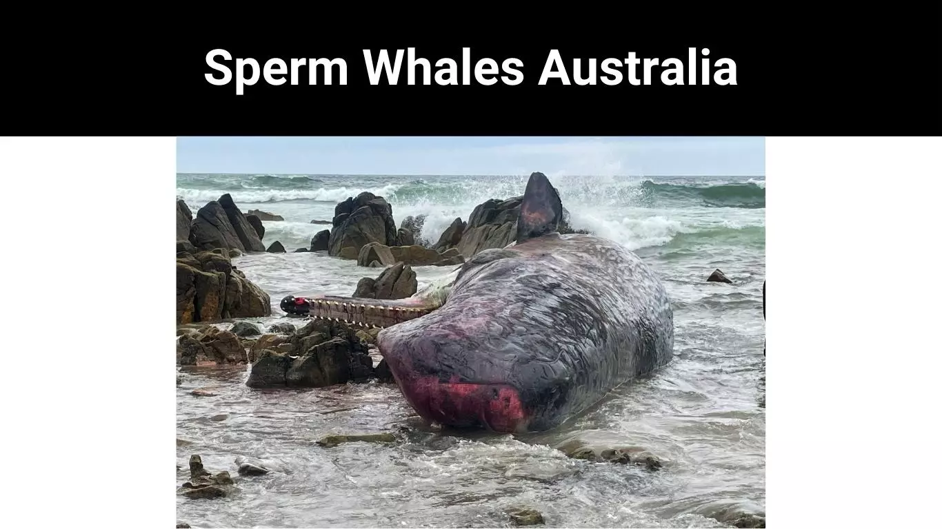 Sperm Whales Australia