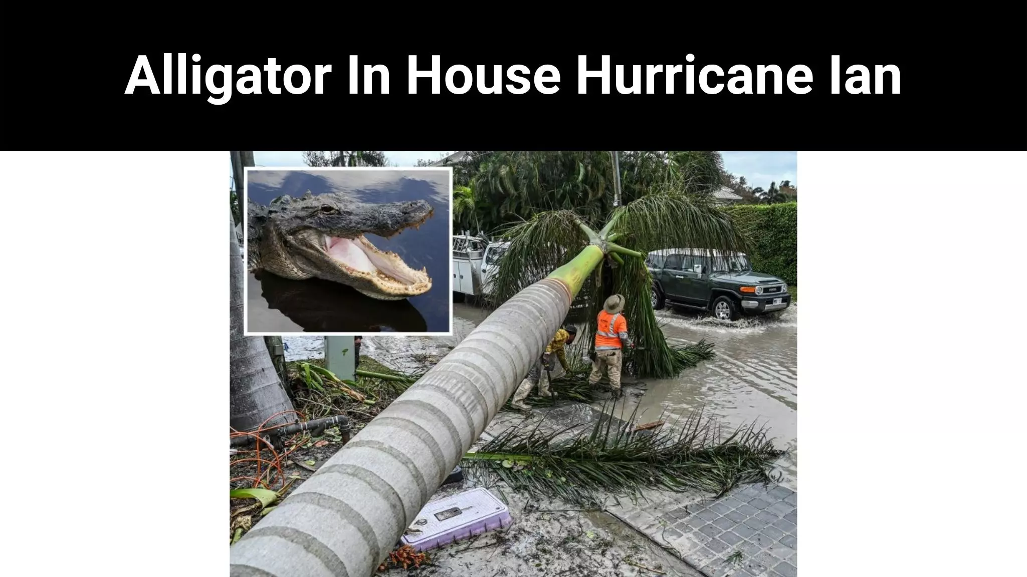 Alligator In House Hurricane Ian