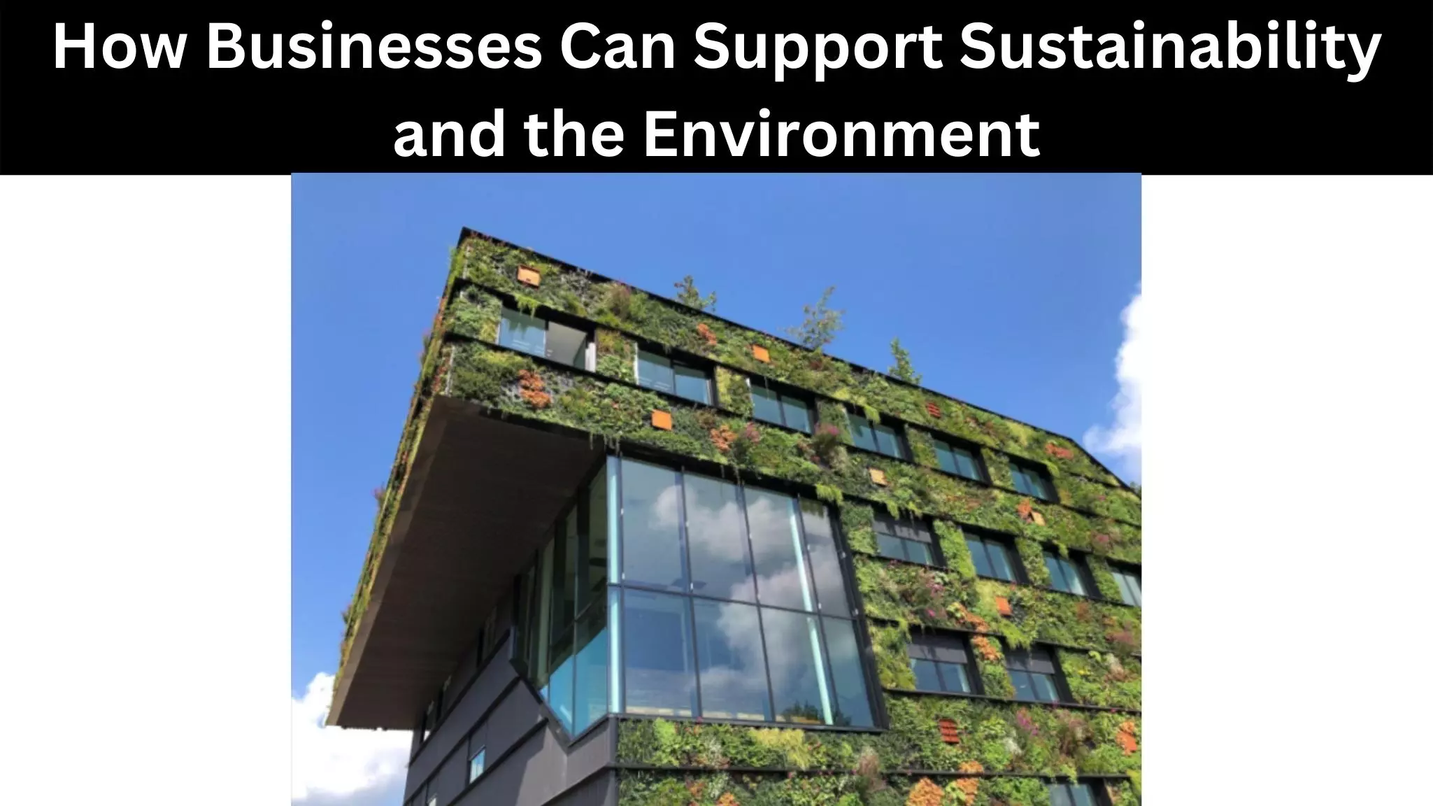 How Businesses Can Support Sustainability and the Environment