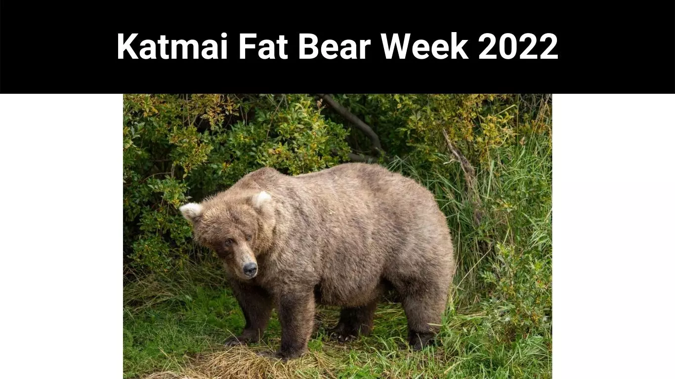 Katmai Fat Bear Week 2022