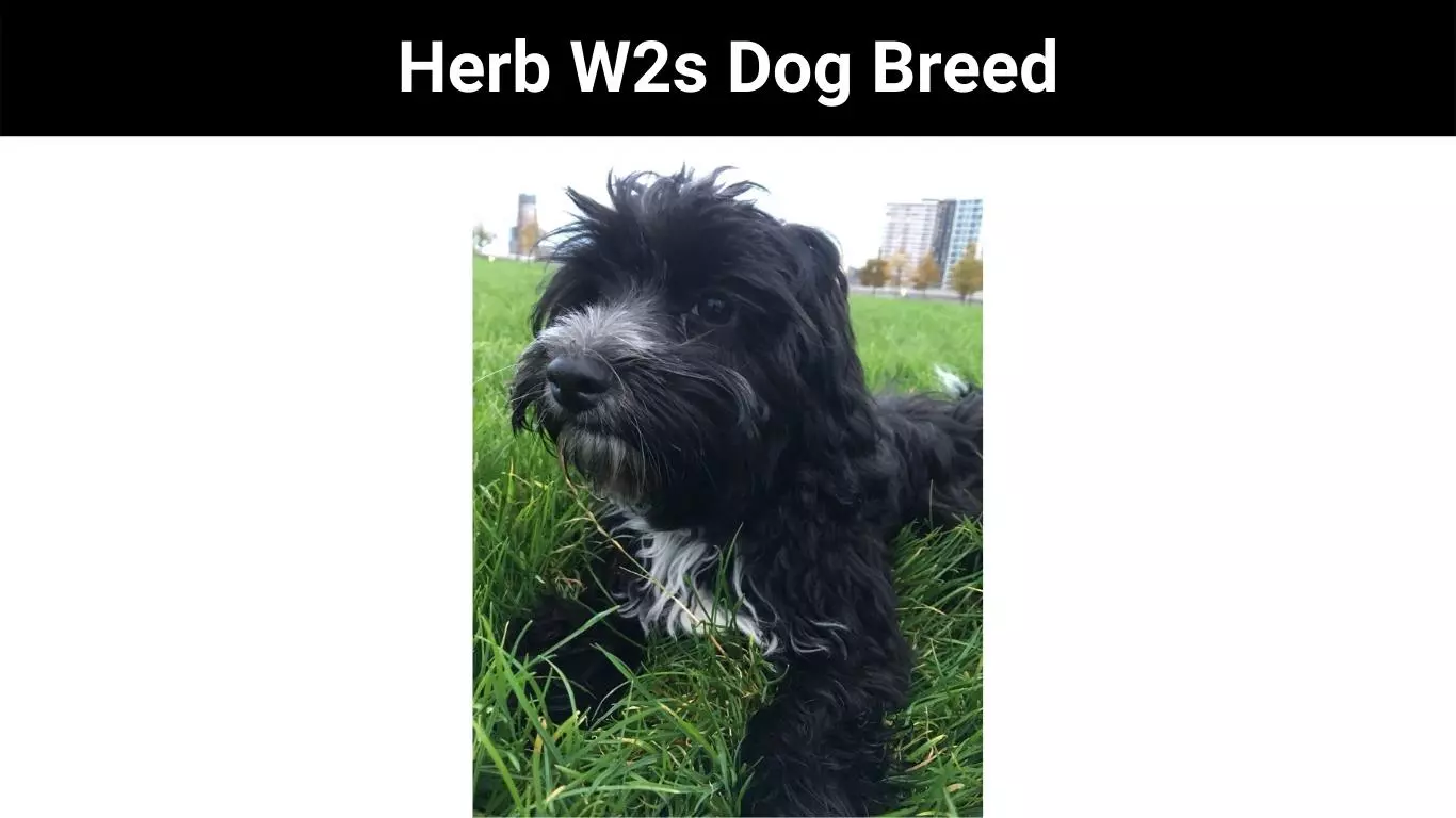 Herb W2s Dog Breed