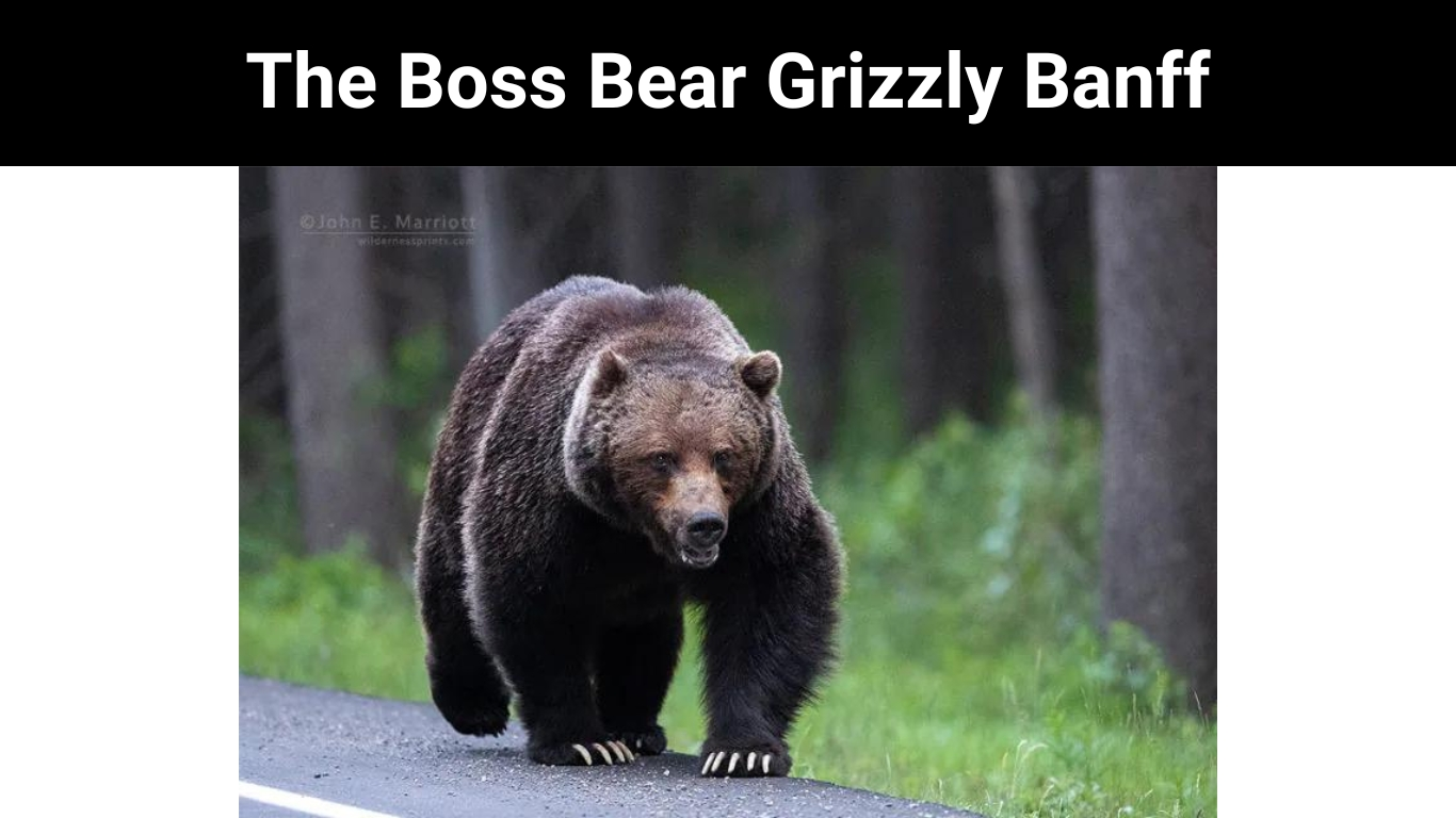 The Boss Bear Grizzly Banff