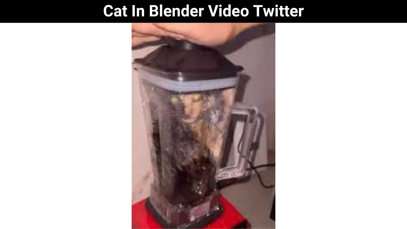 Cat In Blender Video Twitter