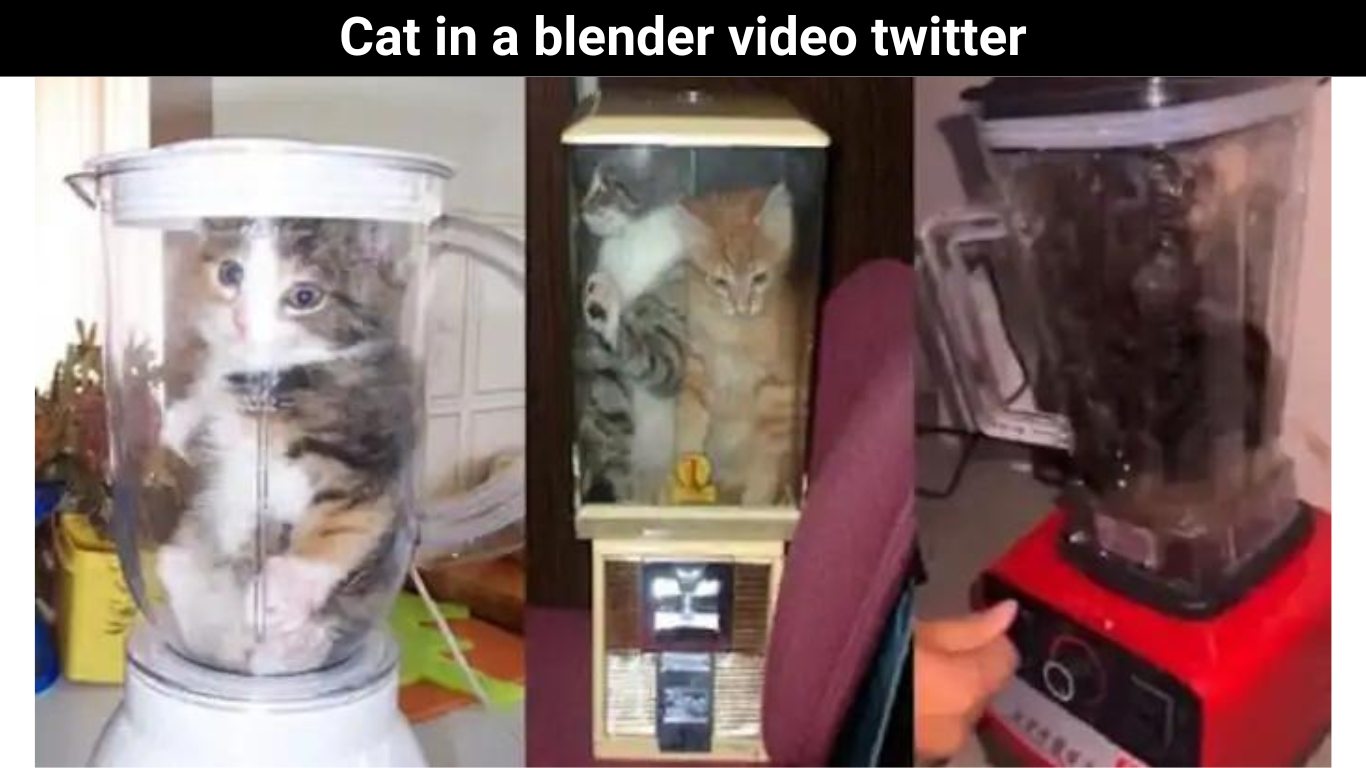 Cat in a blender video twitter