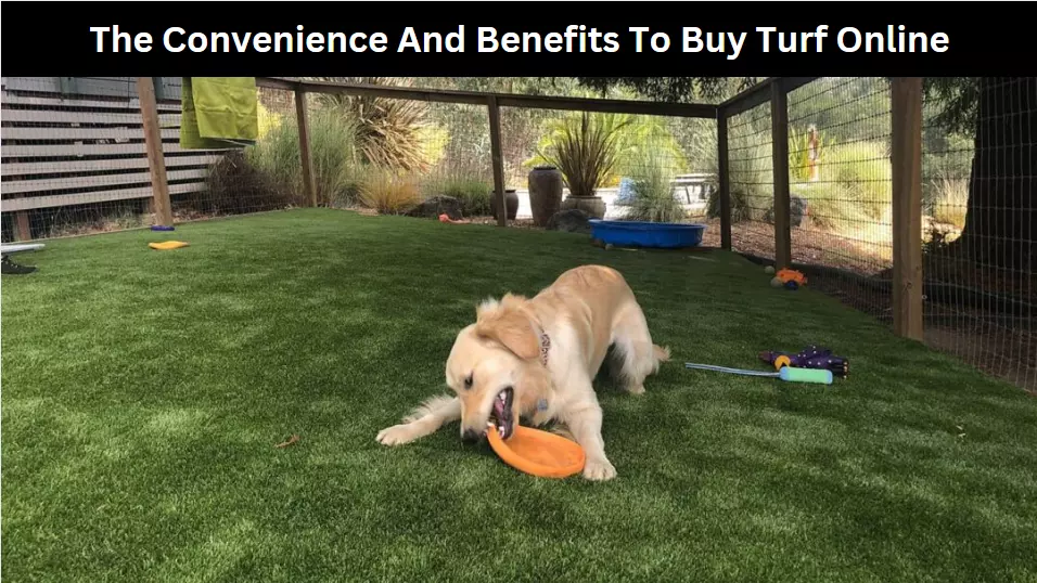 The Convenience And Benefits To Buy Turf Online