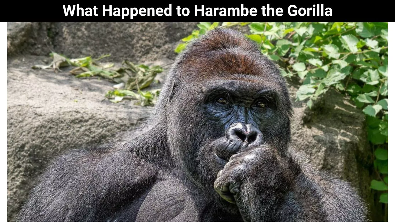 What Happened to Harambe the Gorilla