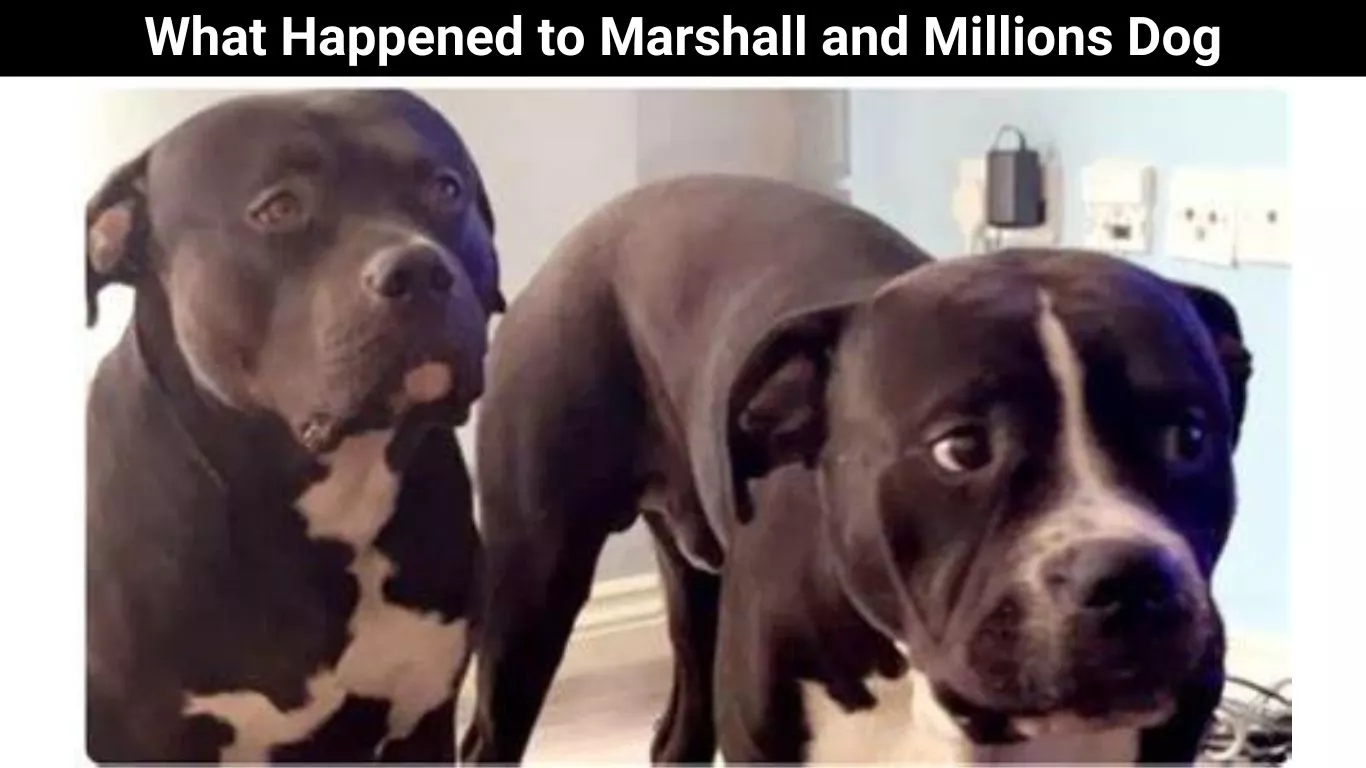 What Happened to Marshall and Millions Dog