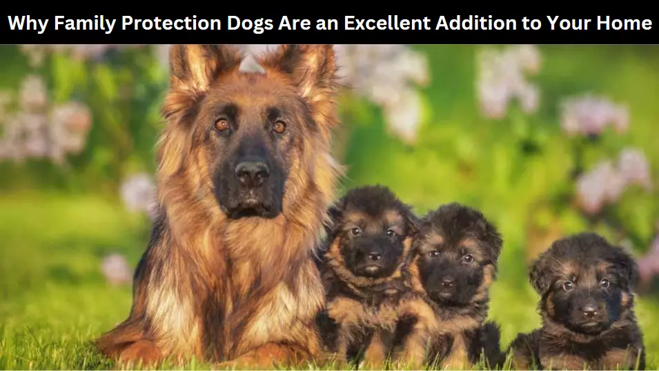 Why Family Protection Dogs Are an Excellent Addition to Your Home