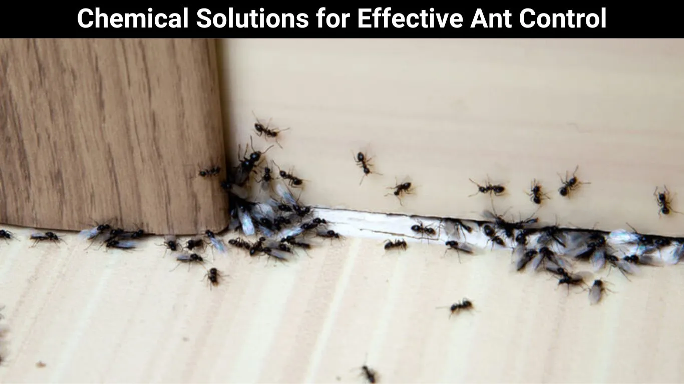Chemical Solutions for Effective Ant Control