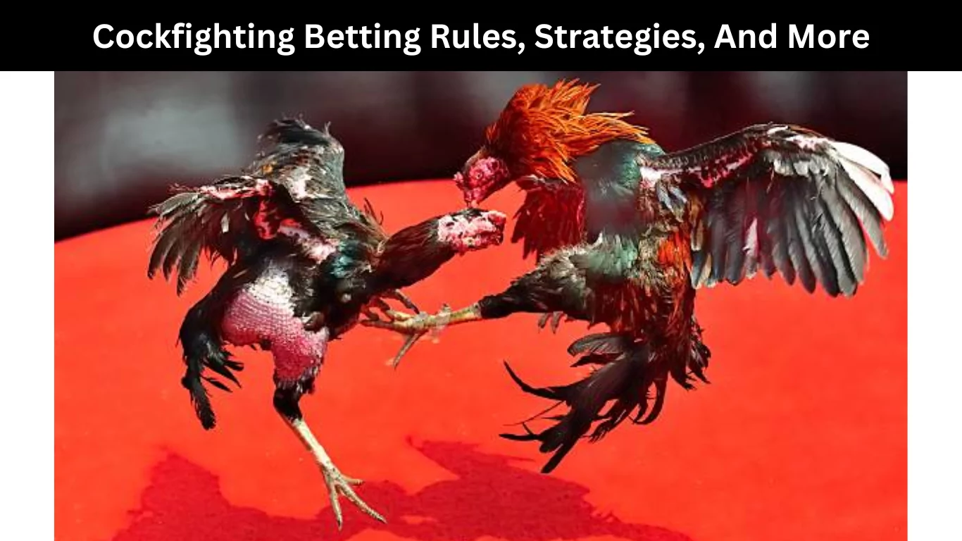 Cockfighting Betting Rules
