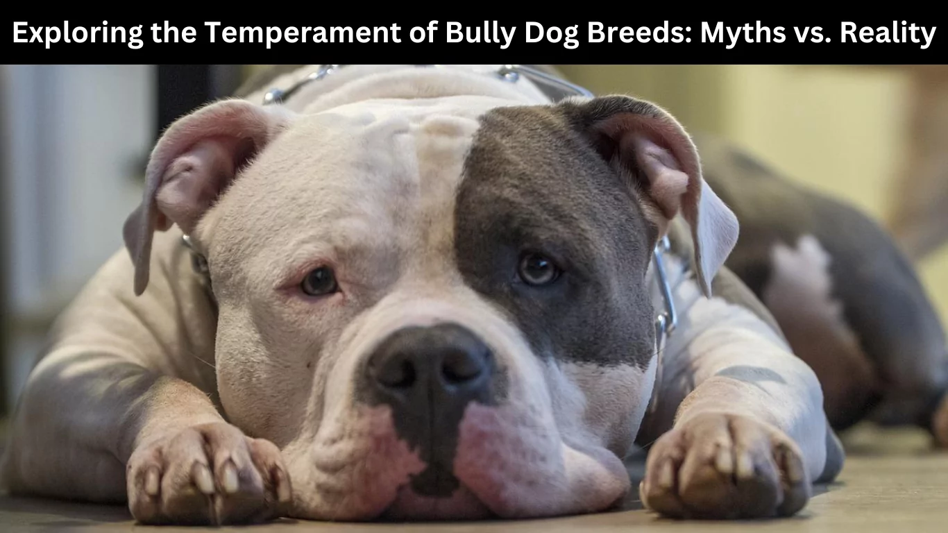 Exploring the Temperament of Bully Dog Breeds